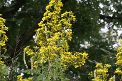 Senna siamea